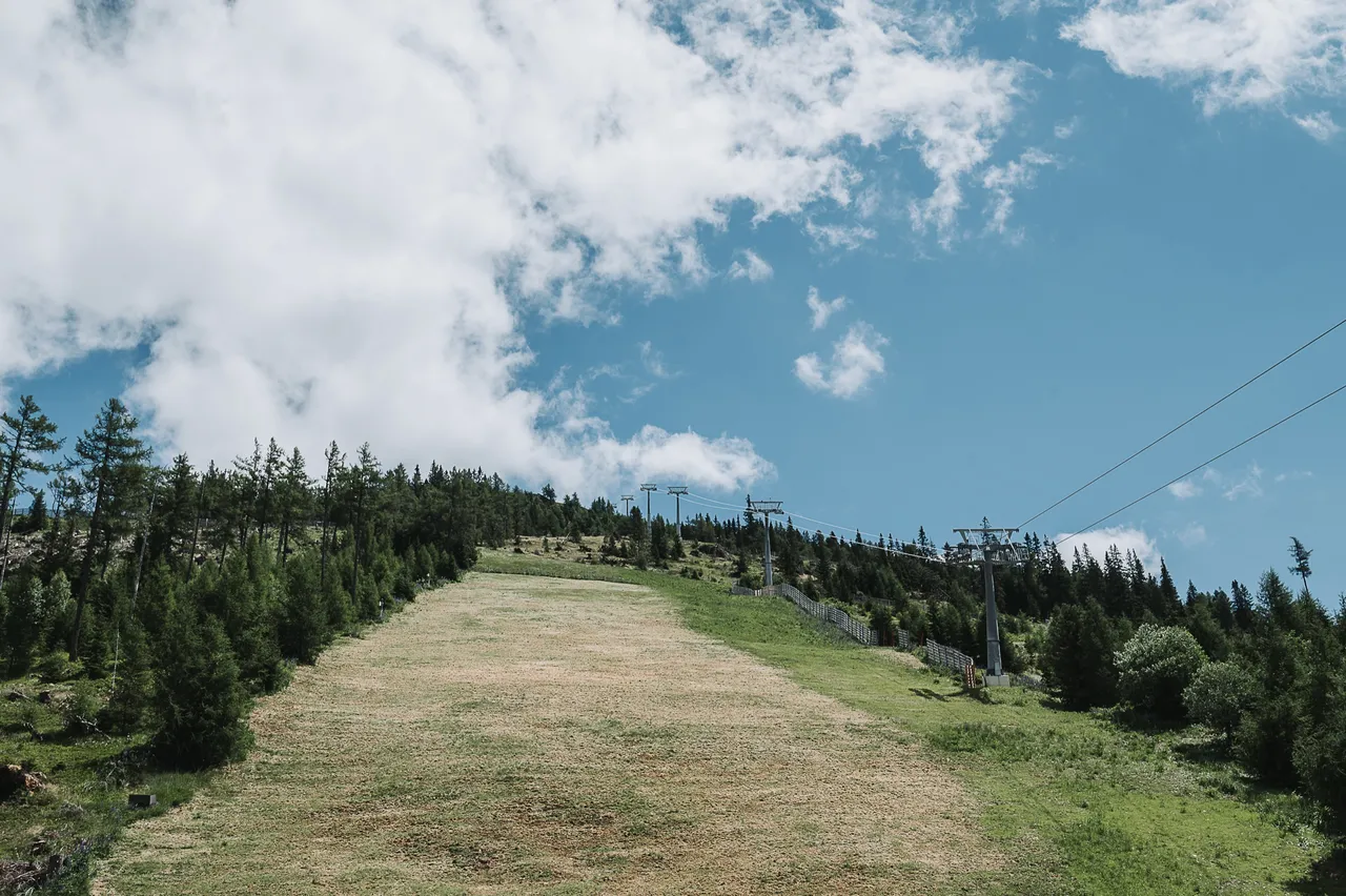 Grüner Hang am Katschberg im Sommer zwischen Lärchen
